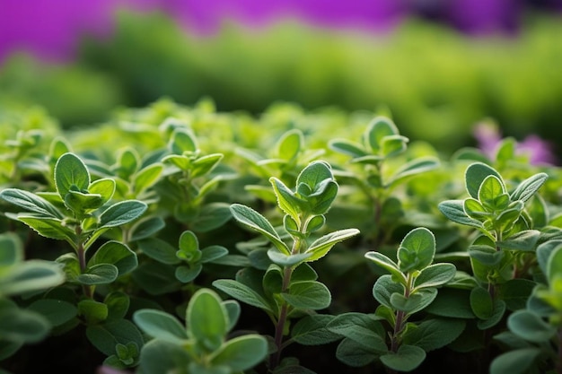 Un primer plano de una planta con hojas verdes