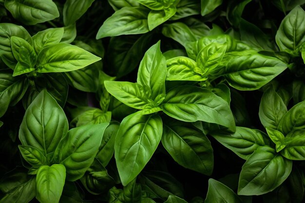 Un primer plano de una planta con hojas verdes.