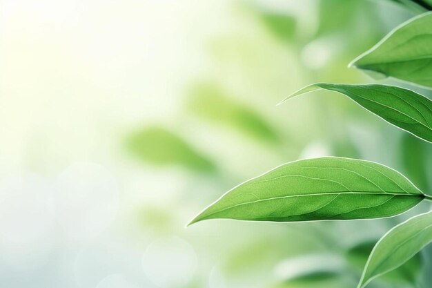 un primer plano de una planta con hojas verdes