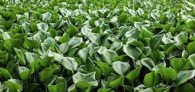 Un primer plano de una planta con hojas verdes