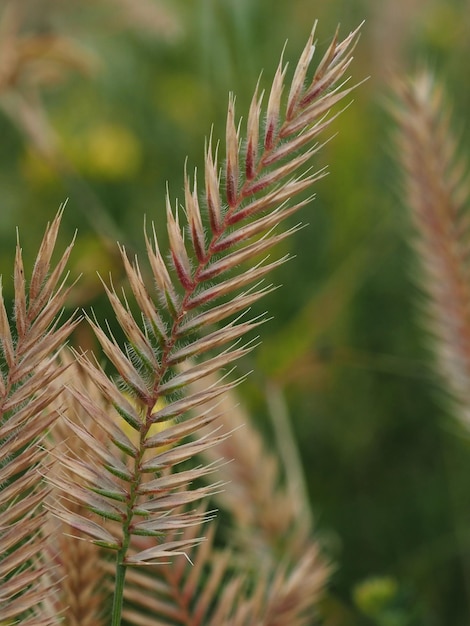 Un primer plano de una planta con hojas verdes