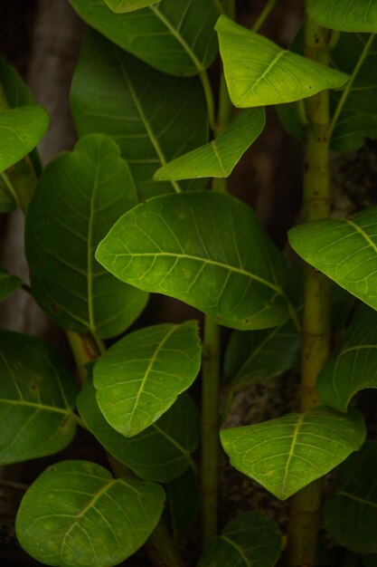 Un primer plano de una planta con hojas verdes