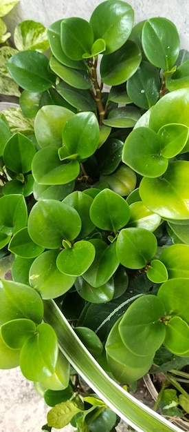 Un primer plano de una planta con hojas verdes