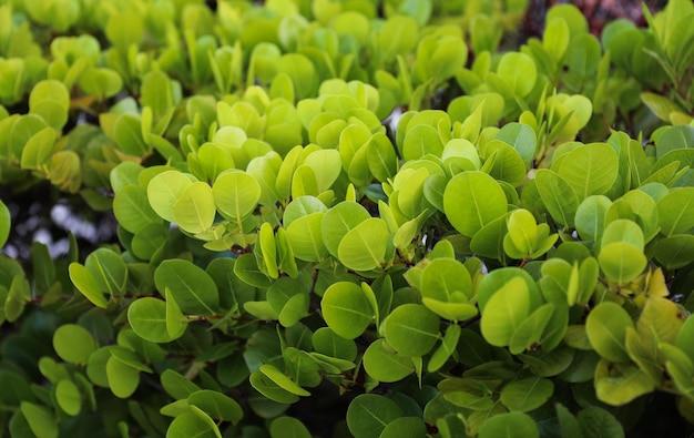 Un primer plano de una planta con hojas verdes