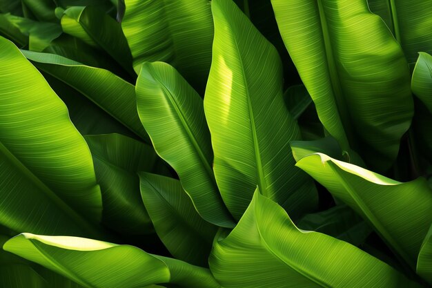 Un primer plano de una planta con hojas verdes