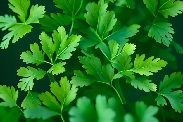 Un primer plano de una planta con hojas verdes.