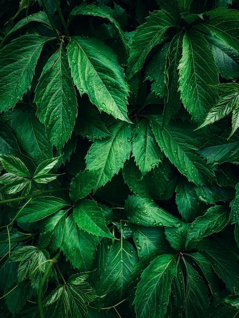 Un primer plano de una planta con hojas verdes