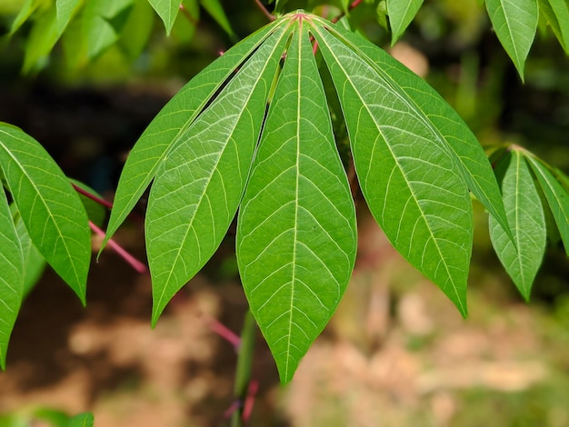 Un primer plano de la planta de hojas de yuca