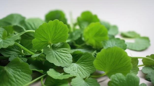 Un primer plano de una planta con hojas