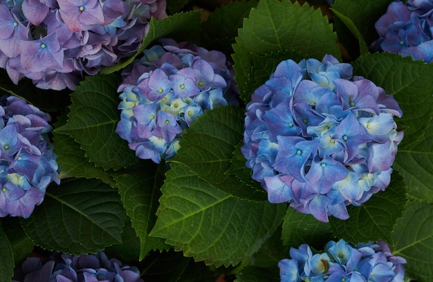 Un primer plano de una planta de hortensia azul y violeta