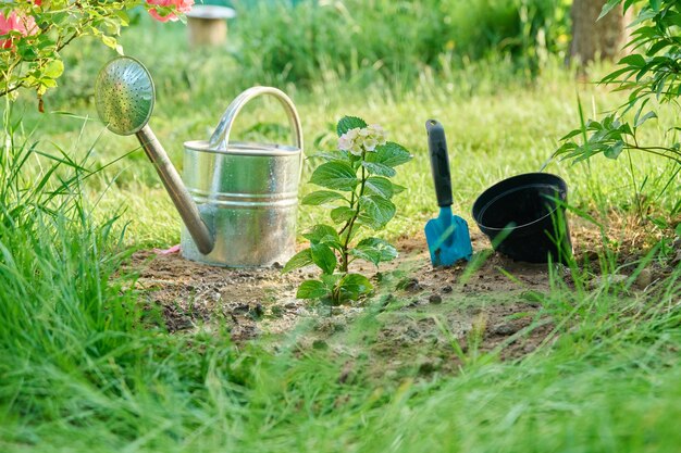 Primer plano de una planta de hortensia joven plantada en el suelo en un jardín de primavera