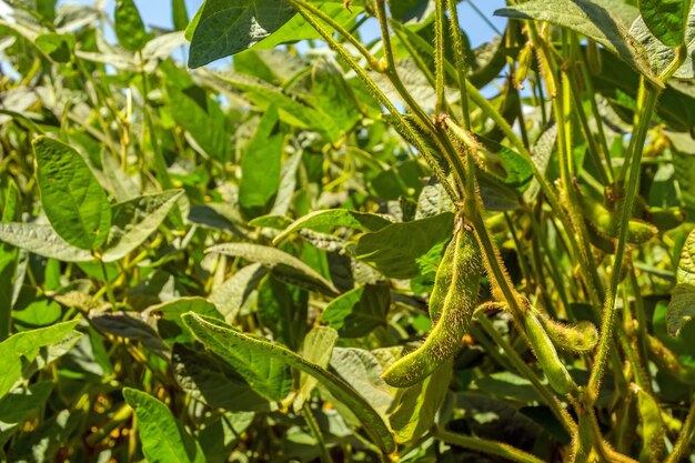 Primer plano de la planta húmeda en el campo