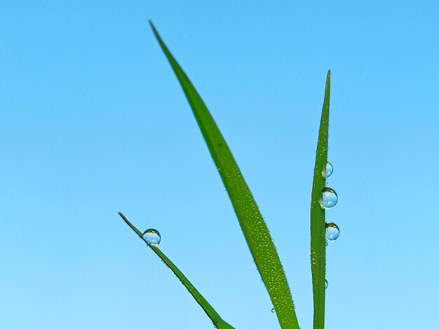 Foto primer plano de la planta húmeda contra el cielo azul