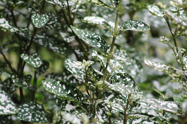 Foto primer plano de la planta húmeda durante el invierno