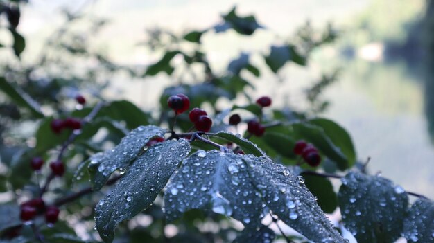 Foto primer plano de una planta húmeda que crece en la temporada de lluvias