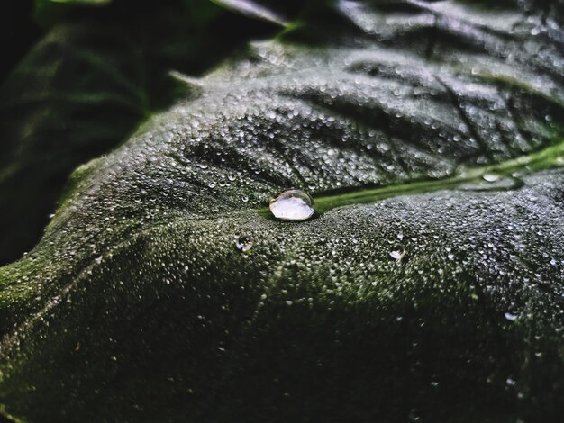 Foto primer plano de la planta húmeda durante la temporada de lluvias