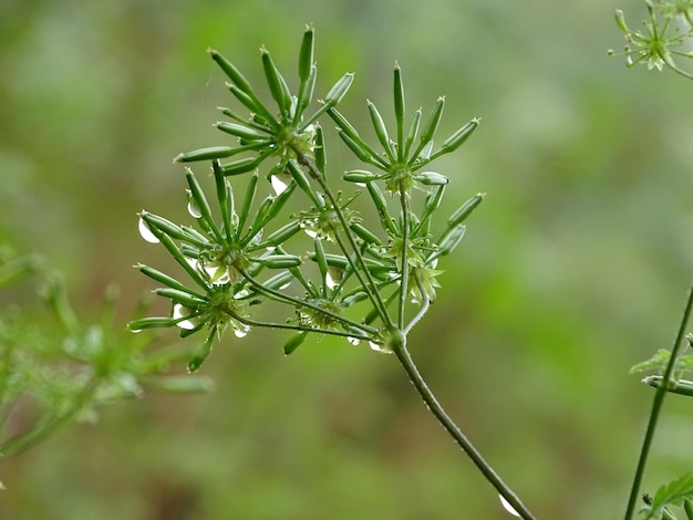 Primer plano de la planta húmeda durante la temporada de lluvias