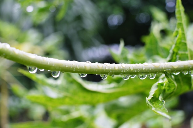 Foto primer plano de la planta húmeda durante la temporada de lluvias