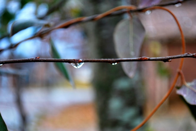 Primer plano de la planta húmeda durante la temporada de lluvias