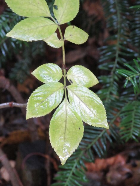 Foto primer plano de la planta húmeda