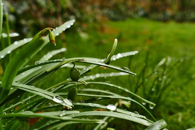 Foto primer plano de la planta húmeda