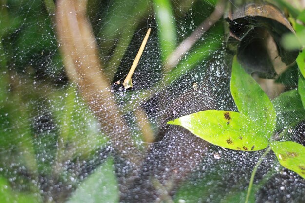 Foto primer plano de la planta húmeda