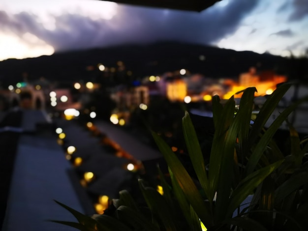 Foto primer plano de una planta iluminada contra el cielo nocturno