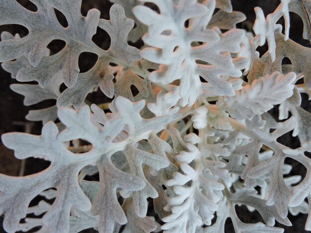 Foto primer plano de una planta en el jardín por la noche