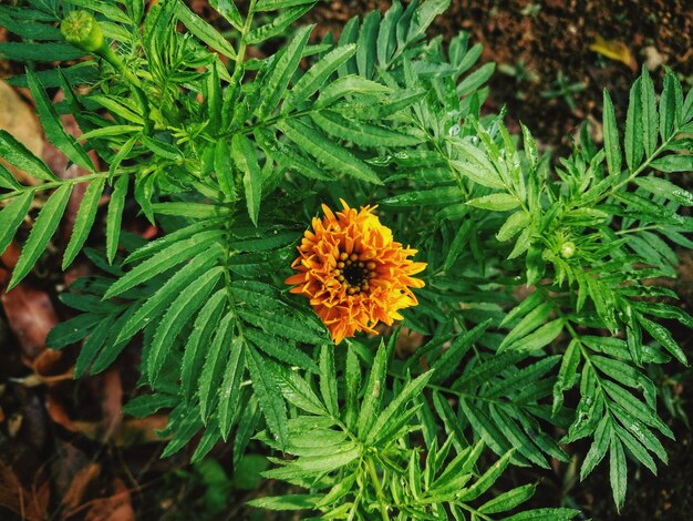 Foto primer plano de una planta en el jardín