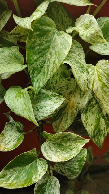 Un primer plano de una planta jaspeada verde y blanca