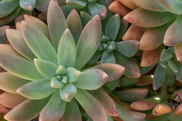 Primer plano de una planta jugosa en un día soleado