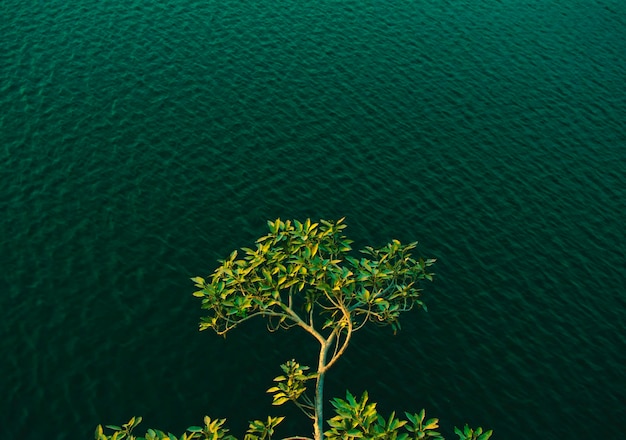 Foto primer plano de la planta en el lago