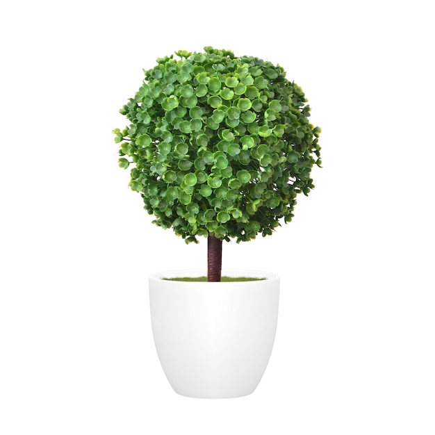 Primer plano de una planta en maceta contra un fondo blanco