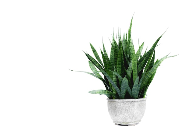Primer plano de una planta en maceta contra un fondo blanco