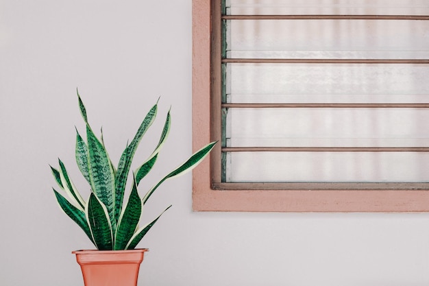 Foto primer plano de una planta en maceta contra la pared