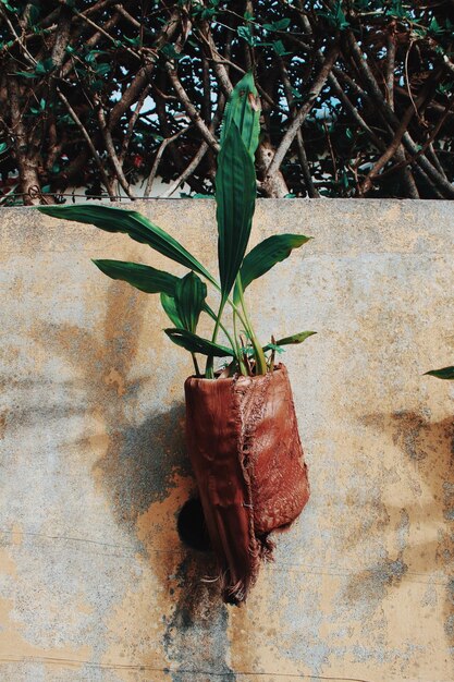 Primer plano de una planta en maceta contra la pared