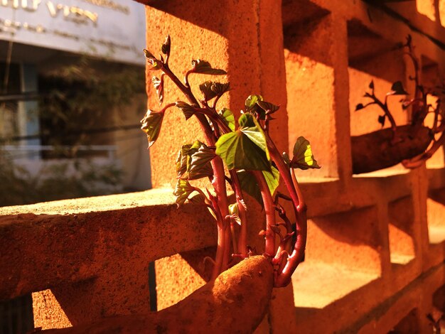 Foto primer plano de una planta en maceta contra la pared