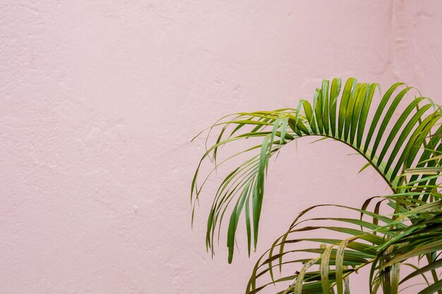 Foto primer plano de una planta en maceta contra la pared