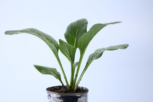 Primer plano de una planta de maceta húmeda contra un fondo blanco