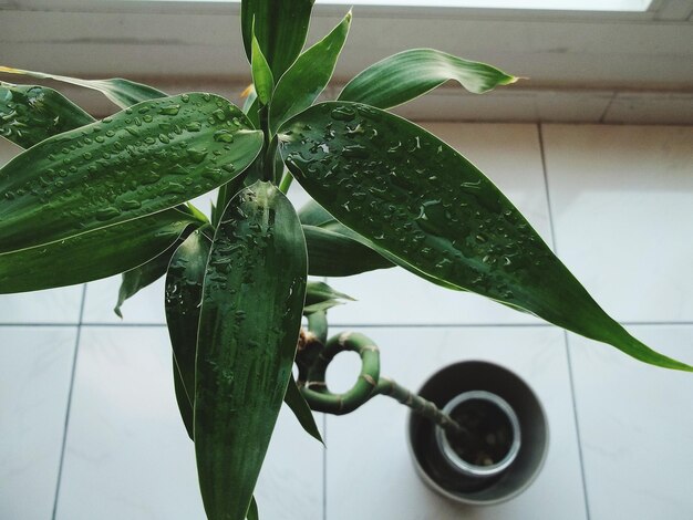 Foto primer plano de una planta de maceta húmeda en el suelo atado en casa