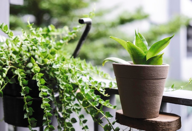 Primer plano de una planta en maceta en una maceta