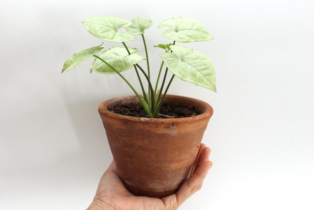 Primer plano de una planta en maceta con la mano contra un fondo blanco