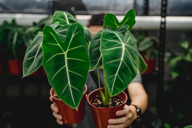 Foto primer plano de una planta en maceta con la mano