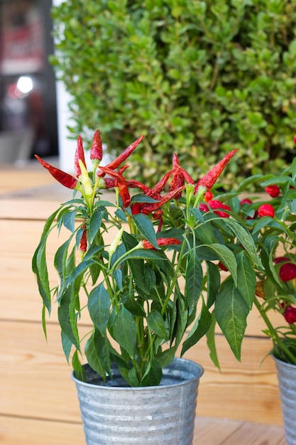 Foto primer plano de una planta en maceta en la mesa