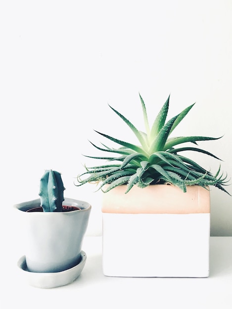 Foto primer plano de una planta en maceta en la mesa