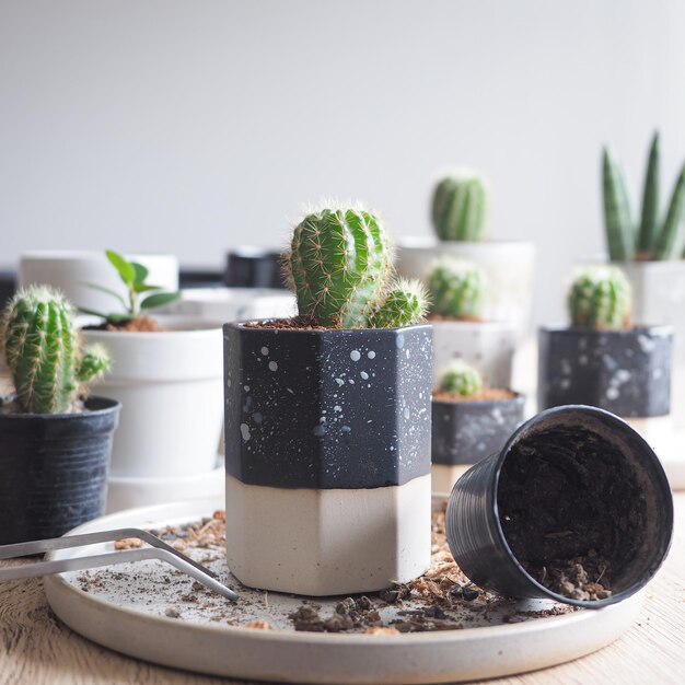 Foto primer plano de una planta en maceta en la mesa