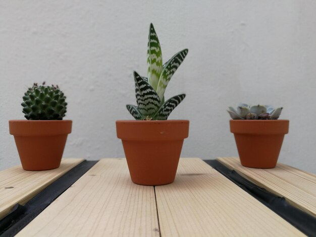 Foto primer plano de una planta en maceta en la mesa