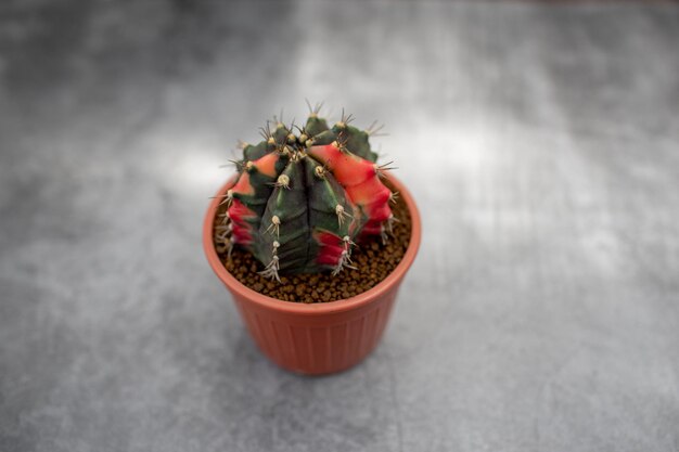 Foto primer plano de una planta en maceta en la mesa