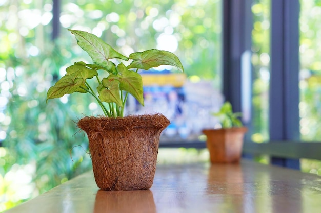 Primer plano de una planta en maceta en la mesa