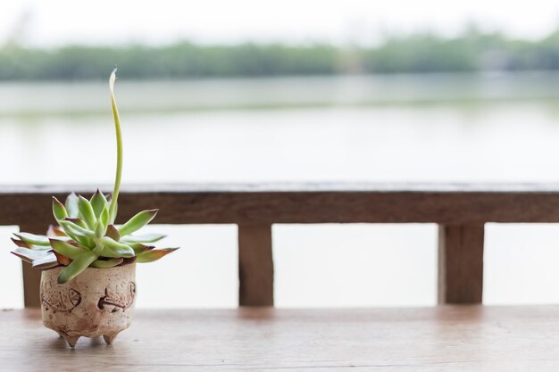 Foto primer plano de una planta en maceta en la mesa